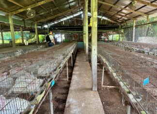 Chàng trai Củ Chi gác bằng đại học, lập HTX nuôi thỏ sạch làm giàu