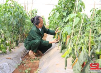 Nữ cựu chiến binh đam mê làm nông nghiệp sạch