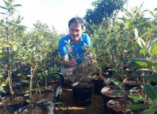 Hợp tác xã ở Tuy An tích cực hỗ trợ sản xuất nông nghiệp