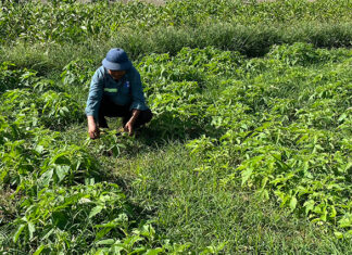 Hợp tác xã làm mới mô hình sản xuất, kinh doanh dịch vụ