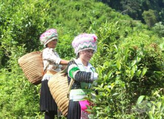 Xứ Tuyên mở rộng thêm 387ha sản xuất nông nghiệp tốt