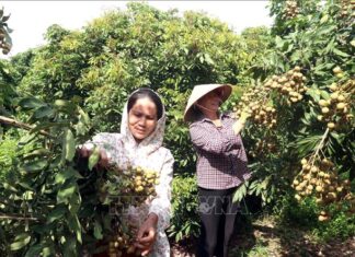 Thủ phủ nhãn lồng thiết lập các kênh tiêu thụ