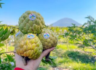 Mãng cầu ta Tây Ninh chính thức được đặc cách lưu hành