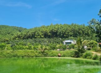 Thắng lớn nhờ kiên định trồng cam hướng hữu cơ