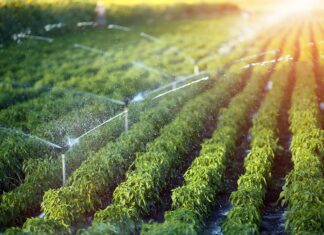 Nông nghiệp hữu cơ ven đô lên ngôi