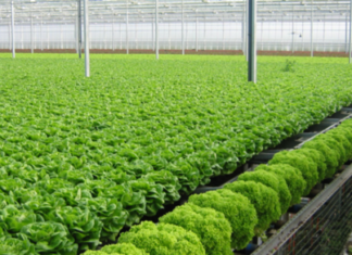 Bình Định nở rộ mô hình nông nghiệp hữu cơ