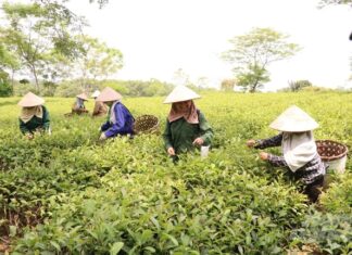 Nông sản hữu cơ dễ đạt tiêu chí sản phẩm OCOP