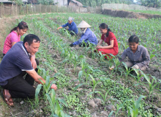 Để hợp tác xã nông nghiệp Văn Yên phát triển xứng tầm