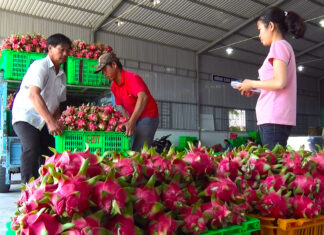 Bình Thuận: Nhìn nhận lại vai trò thực sự của kinh tế tập thể