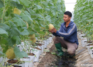 Hải Dương: Sản xuất nông nghiệp theo mô hình kinh tế tuần hoàn ở Hợp tác xã Âu Việt Farm (Kim Thành)