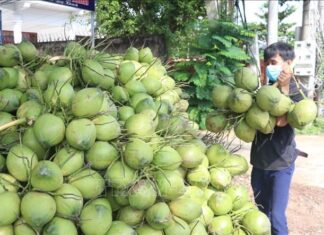 Xây dựng thương hiệu, hình thành liên kết chuỗi giá trị sản phẩm lúa và dừa