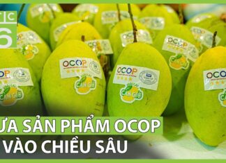 Doanh số bán sản phẩm tăng bình quân 40% sau khi tham gia chương trình OCOP