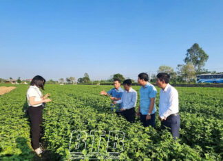 Trồng cây dược liệu – hướng đi mới hiệu quả kinh tế cao