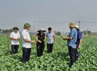 Mê Linh bảo đảm nguồn cung rau xanh dịp Tết