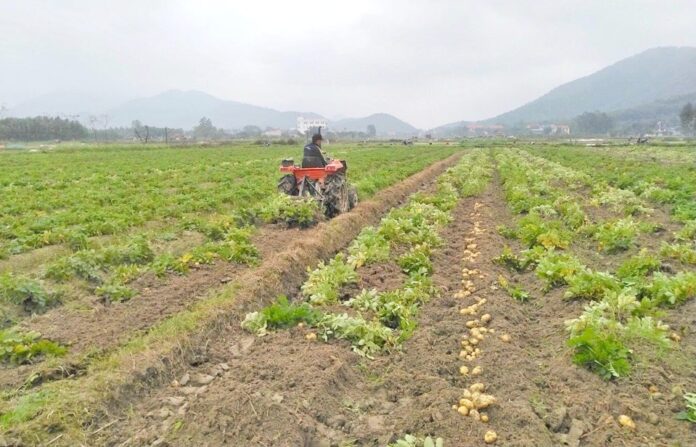 thu-hoach-khoai-tay-tai-hop