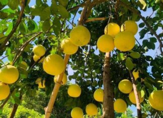 Hà Nội cho phép nhiều hợp tác xã sử dụng địa danh để đăng ký nhãn hiệu