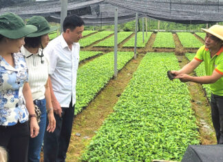 Trấn Yên sản xuất nông nghiệp theo hướng hữu cơ