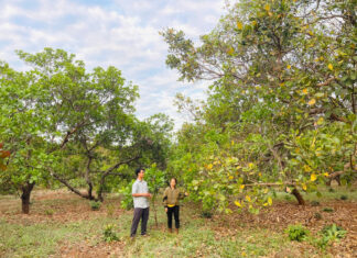 “Điểm tựa” của người trồng điều