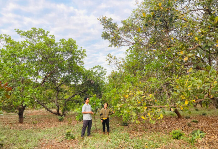 anh-thuat-cung-voi-nguoi-dan-di-tham-vuon-dieu-cua-gia-dinh
