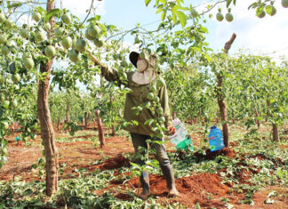 Ứng dụng sản xuất hiện đại, nông dân Gia Lai ngày càng giàu