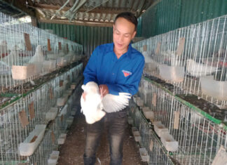 Phát triển kinh tế tập thể từ mô hình chăn nuôi kết hợp trồng trọt