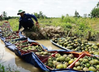 Gỡ nút thắt trong tiêu thụ nông sản cho HTX