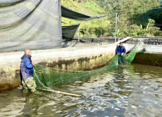 Lai Châu: Sức vươn kinh tế tập thể