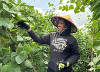 Lâm Đồng: Chuyện làm rau ở HTX vùng khó Tường Nguyên